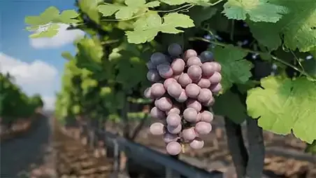 VitiGEOSS - How can we achieve more sustainable vineyards and winemaking?